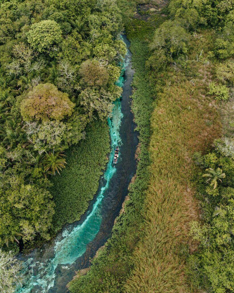 Amazon forest